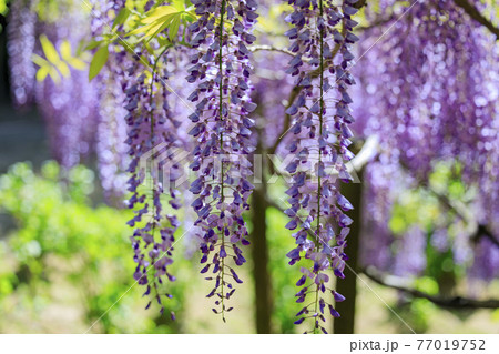 春日大社 藤満開の神苑 萬葉植物園 春日大社 藤満開の神苑 萬葉植物園 77019752