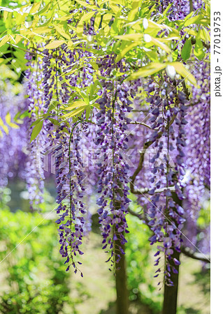 春日大社　藤満開の神苑　萬葉植物園 77019753