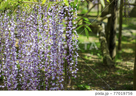 春日大社 藤満開の神苑 萬葉植物園の写真素材