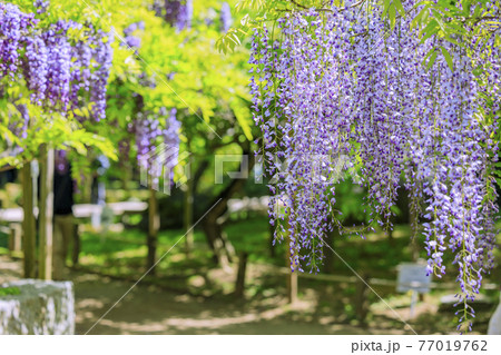 春日大社　藤満開の神苑　萬葉植物園 77019762