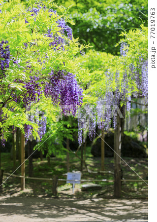 春日大社　藤満開の神苑　萬葉植物園 77019763