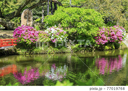 春日大社 藤満開の神苑 萬葉植物園 春日大社 藤満開の神苑 萬葉植物園 77019768