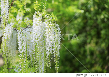 春日大社 藤満開の神苑 萬葉植物園の写真素材