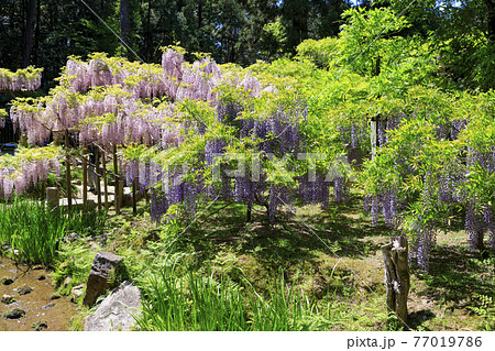 春日大社 藤満開の神苑 萬葉植物園の写真素材
