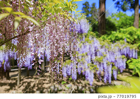 春日大社 藤満開の神苑 萬葉植物園の写真素材