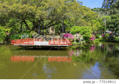春日大社　藤満開の神苑　萬葉植物園 77019811
