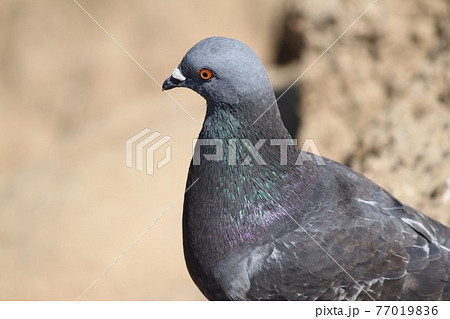 鳩の横顔 鳩の横顔 77019836