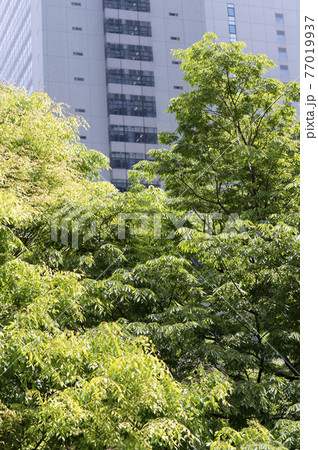 新緑と高層ビルの都市風景 77019937