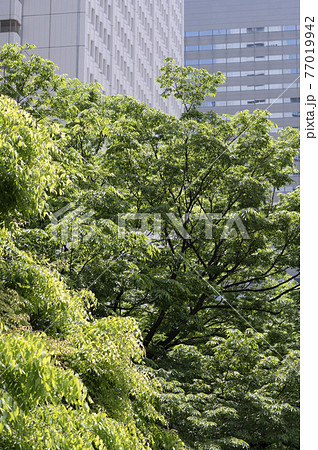 新緑と高層ビルの都市風景 77019942