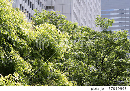 新緑と高層ビルの都市風景 新緑と高層ビルの都市風景 77019943