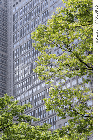 新緑と高層ビルの都市風景 新緑と高層ビルの都市風景 77019955