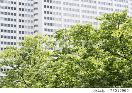 新緑と高層ビルの都市風景 新緑と高層ビルの都市風景 77019969