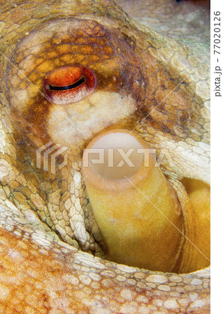 Common Octopus, Cabo Cope-Puntas del Calnegre Natural Park, Spain 77020126