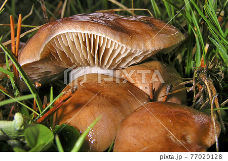 Wild Mushroom, Guadarrama National Park, Spain 77020128