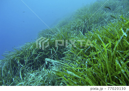 Neptune Grass, Cabo Cope-Puntas del Calnegre Natural Park, Spain 77020130