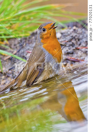 Robin, Forest Pond, Mediterranean Forest, Spain Robin, Forest Pond, Mediterranean Forest, Spain 77020131