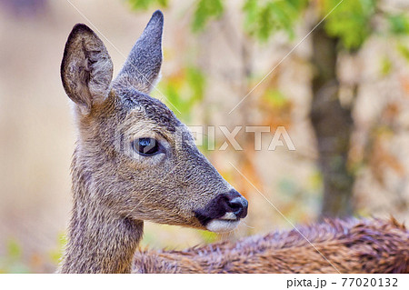 European Roe Deer, Mediterranean Forest, Spain European Roe Deer, Mediterranean Forest, Spain 77020132