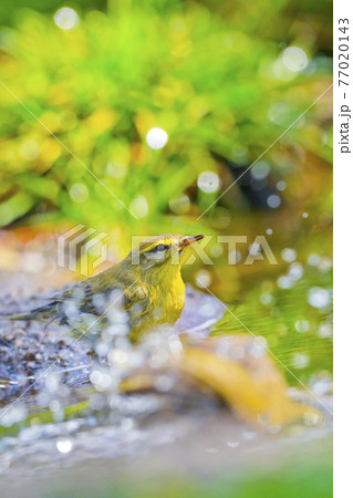 Willow Warbler, Forest Pond, Mediterranean Forest, Spain 77020143
