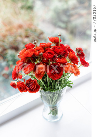 Front view of red persian buttercups in a glass vase on white background. Ranunculus asiaticus. 77020167