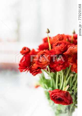 Front view of red persian buttercups in a glass vase on white background. Ranunculus asiaticus. 77020168