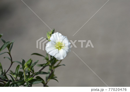 Mountain sandwort Mountain sandwort 77020476