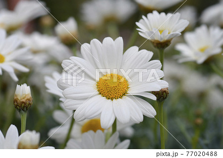 White Marguerite daisy 77020488