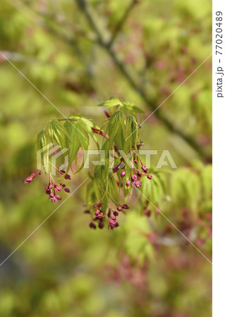 Japanese Maple 77020489