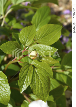 Wittmanns peony 77020490