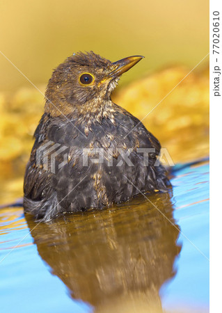 Blackbird, Forest Pond, Mediterranean Forest, Spain 77020610