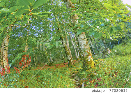 Forest Landscape, Valderejo Natural Park, Spain 77020635