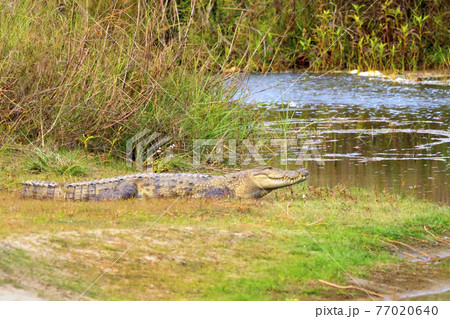 Mugger Crocodile, Royal Bardia National Park, Nepal 77020640