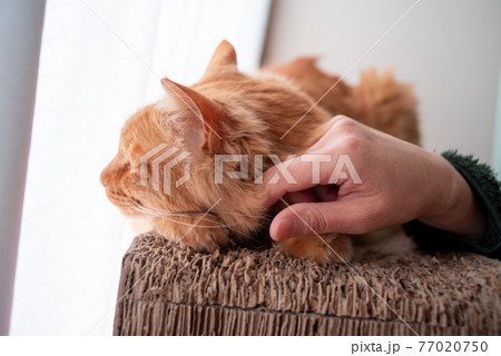 猫と暮らす　　茶トラ猫 77020750