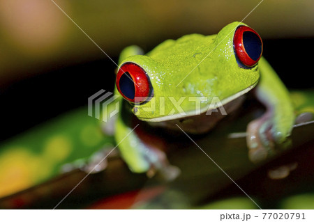 Red-eyed Tree Frog, Corcovado National Park, Costa Rica Red-eyed Tree Frog, Corcovado National Park, Costa Rica 77020791