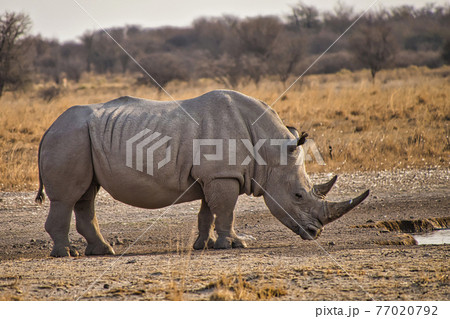 White Rhinoceros, Khama Rhino Sanctuary, Botswana White Rhinoceros, Khama Rhino Sanctuary, Botswana 77020792