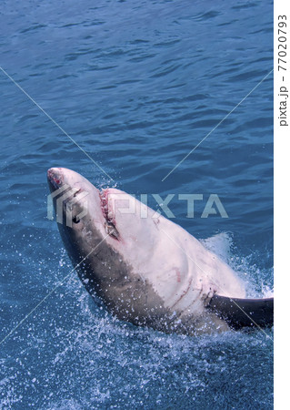 Great White Shark, Gansbaai, South Africa Great White Shark, Gansbaai, South Africa 77020793