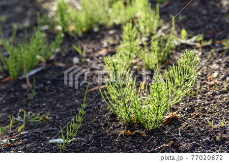 朝日が当たるスギナ 77020872