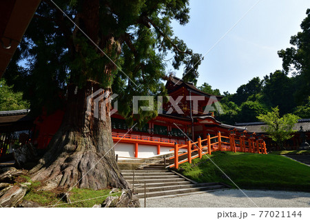 春日大社より 77021144