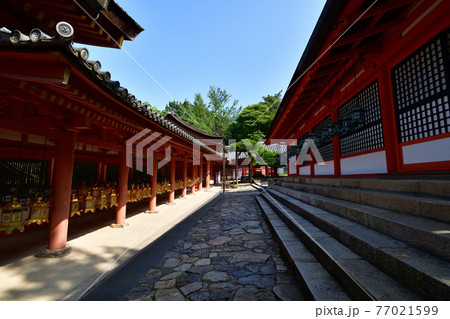 春日大社より 77021599