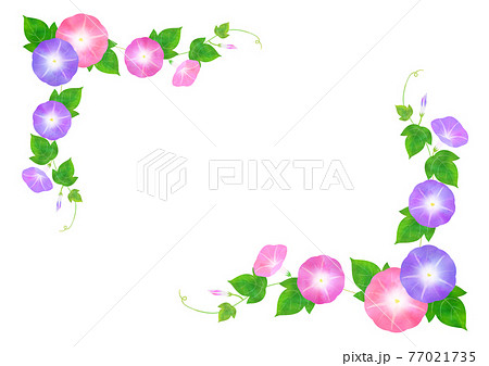 ピンクと紫のあさがお フレーム 77021735