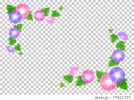 ピンクと紫のあさがお フレーム 77021735