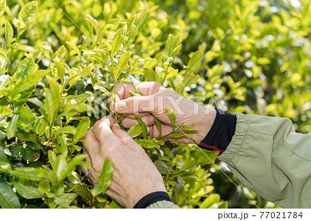 茶摘するシニア女性 茶摘するシニア女性 77021784