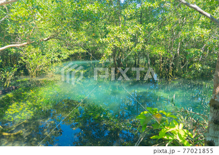 Marine reserve canal, emerald crystal clear lake water surface in National Park with forest trees resource environment, Tha Pom Klong Song Nam, Krabi. Nature landscape. Travel. Underwater in river. 77021855