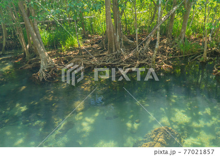 Marine reserve canal, emerald crystal clear lake water surface in National Park with forest trees resource environment, Tha Pom Klong Song Nam, Krabi. Nature landscape. Travel. Underwater in river. Marine reserve canal, emerald crystal clear lake water surface in National Park with forest trees resource environment, Tha Pom Klong Song Nam, Krabi. Nature landscape. Travel. Underwater in river. 77021857