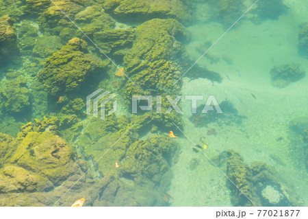 Marine reserve canal, emerald crystal clear lake water surface in National Park with forest trees resource environment, Tha Pom Klong Song Nam, Krabi. Nature landscape. Travel. Underwater in river. Marine reserve canal, emerald crystal clear lake water surface in National Park with forest trees resource environment, Tha Pom Klong Song Nam, Krabi. Nature landscape. Travel. Underwater in river. 77021877