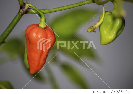 7 pot chili pepper on plant 7 pot chili pepper on plant 77022479