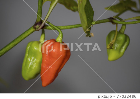 7 pot chili pepper on plant 77022486