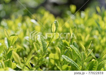 新茶 お茶の葉 新茶 お茶の葉 77022659