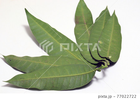 green colored mango leaf closeup green colored mango leaf closeup 77022722