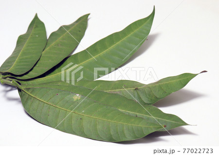 green colored mango leaf closeup green colored mango leaf closeup 77022723