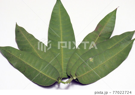 green colored mango leaf closeup 77022724